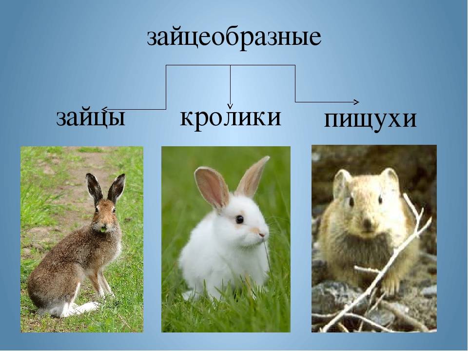 Дикий кролик - petnaobed.ru