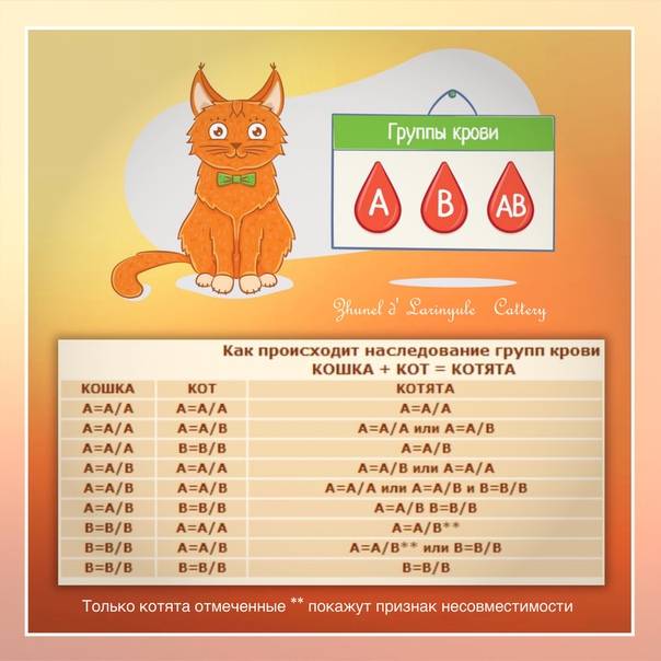 Группы крови у кошек | http://creambel.com