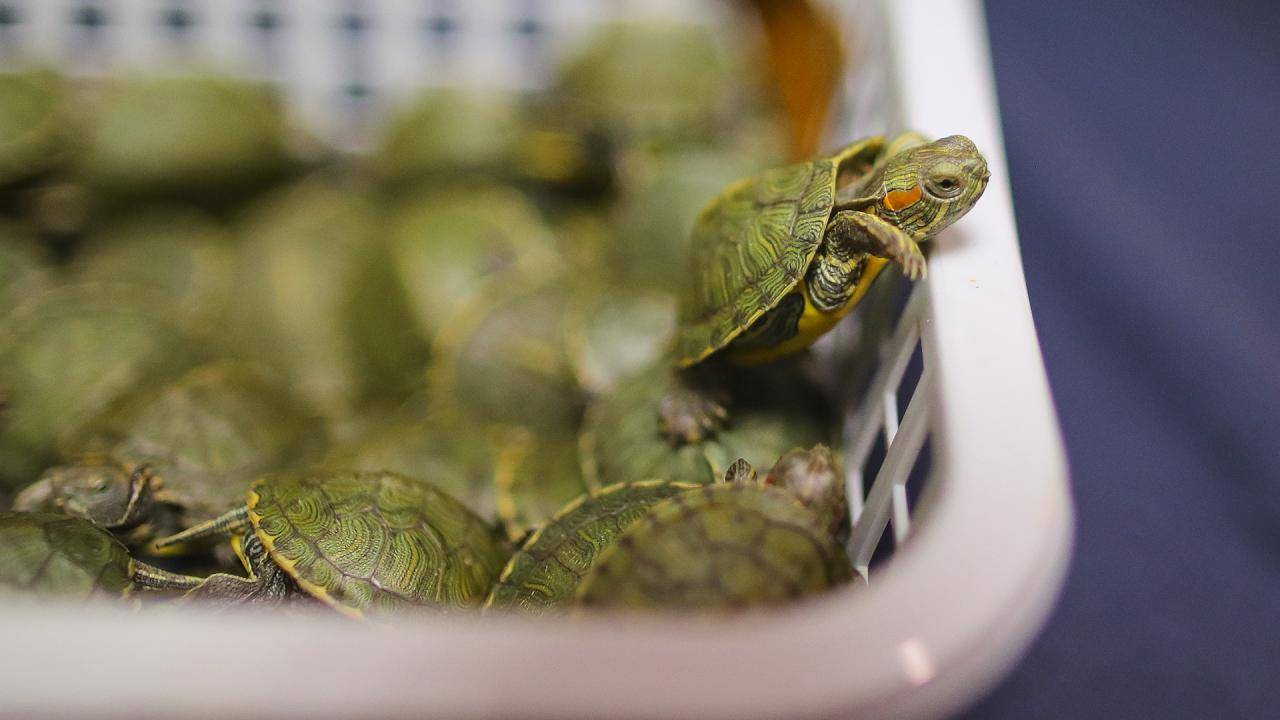 Водная черепаха - виды, описание, пища и места обитания (120 фото + видео)