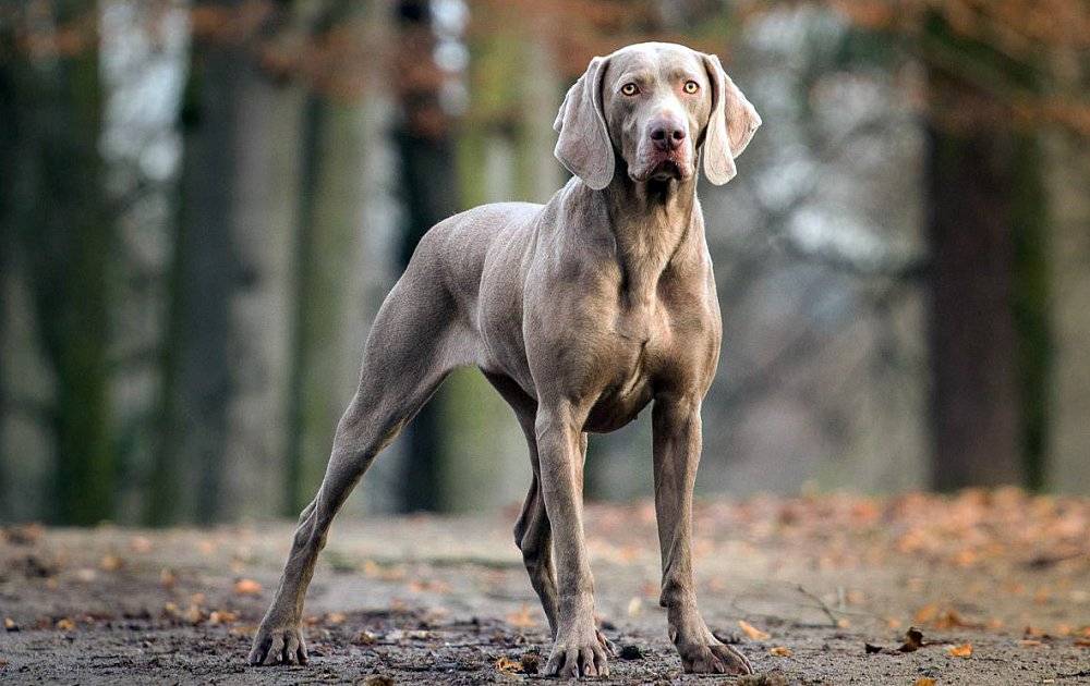Дворняжка: описание породы, характер собаки и щенка, фото, плюсы и минусы