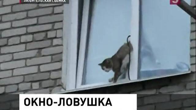 Кот выпал из окна? - советы специалистов, что делать