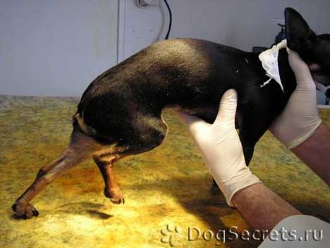 Что делать, если собака повредила коготь. ветеринарная клиника "зоостатус"