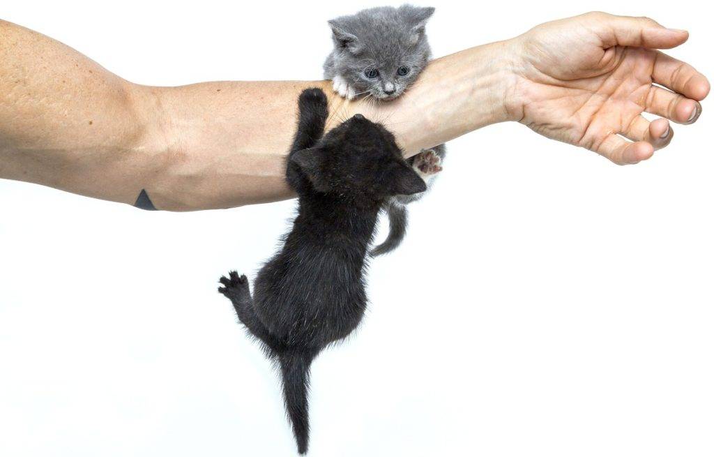 Как правильно отучить кота кусаться и царапаться: причины агрессии и что делать