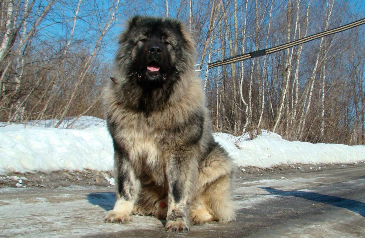 Кавказская овчарка: все о собаке, фото, описание породы, характер, цена