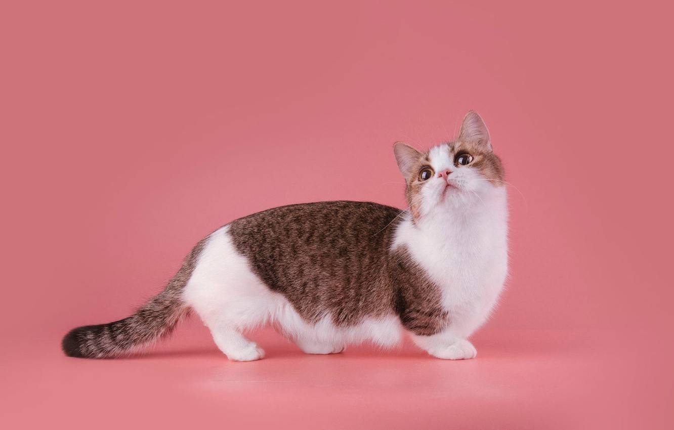 Манчкин кошка: описание, характер, фото, цена, содержание