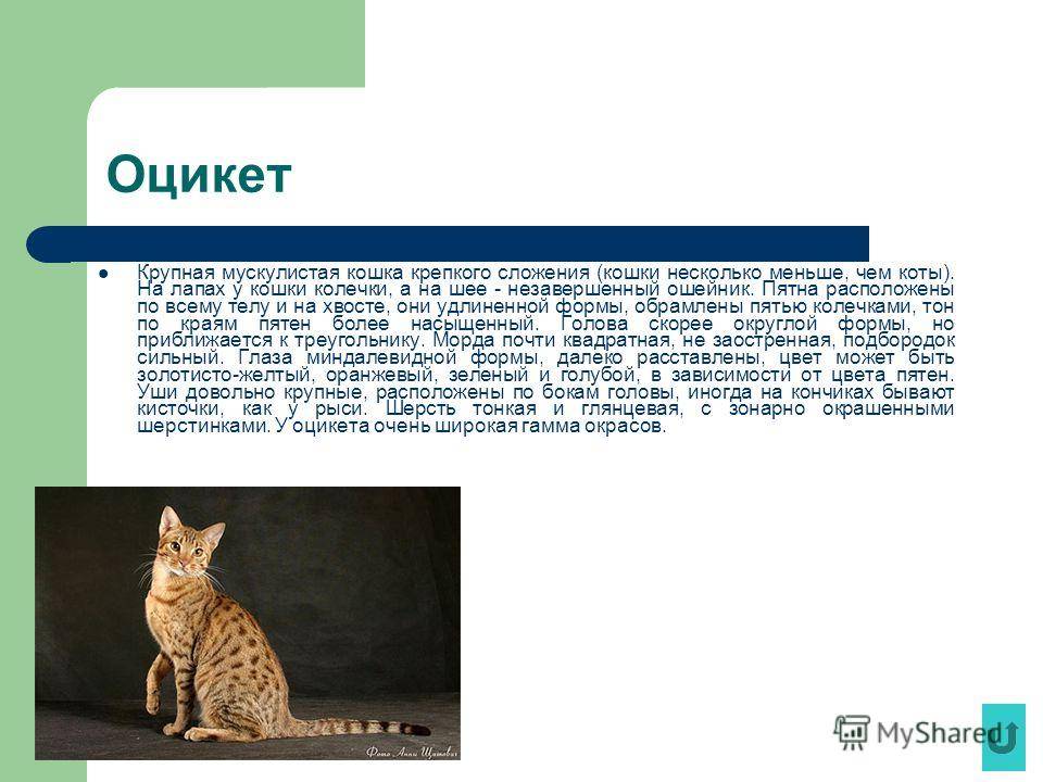 Оцикет кошки и коты - oozoo.ru