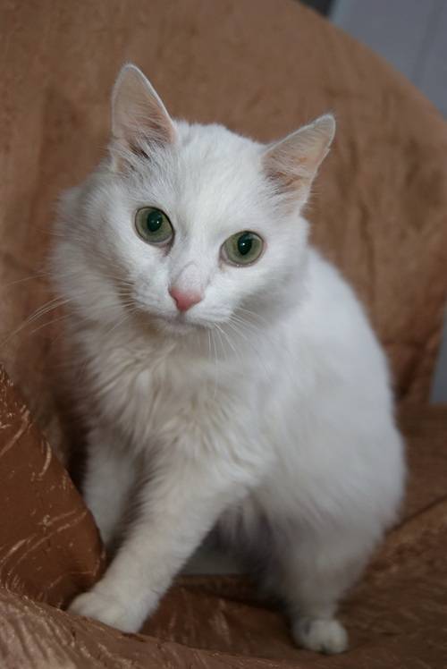Почему белые и голубоглазые кошки глухие от рождения? | gafki.ru | яндекс дзен