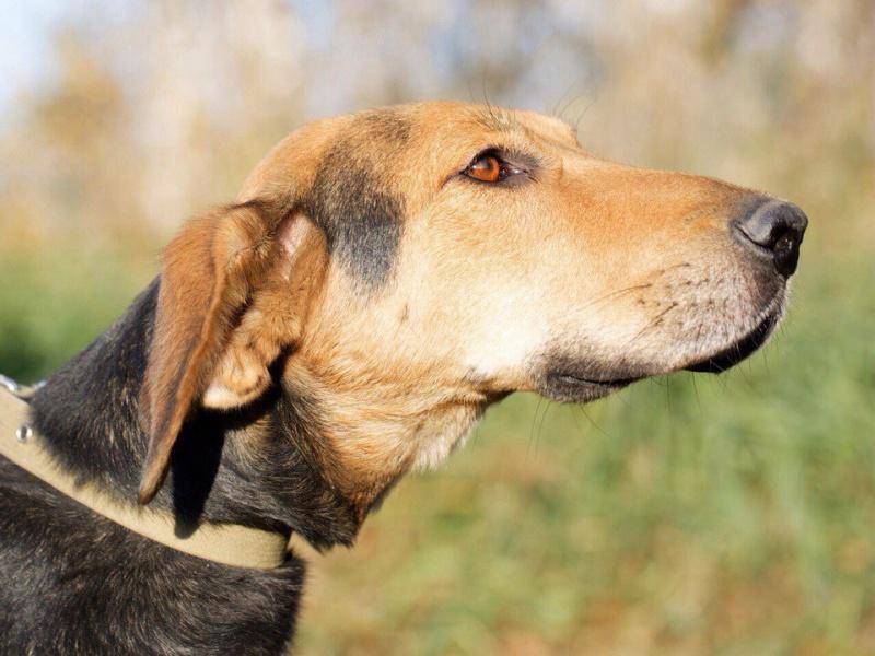 Описание породы собак русская пегая гончая с отзывами и фото