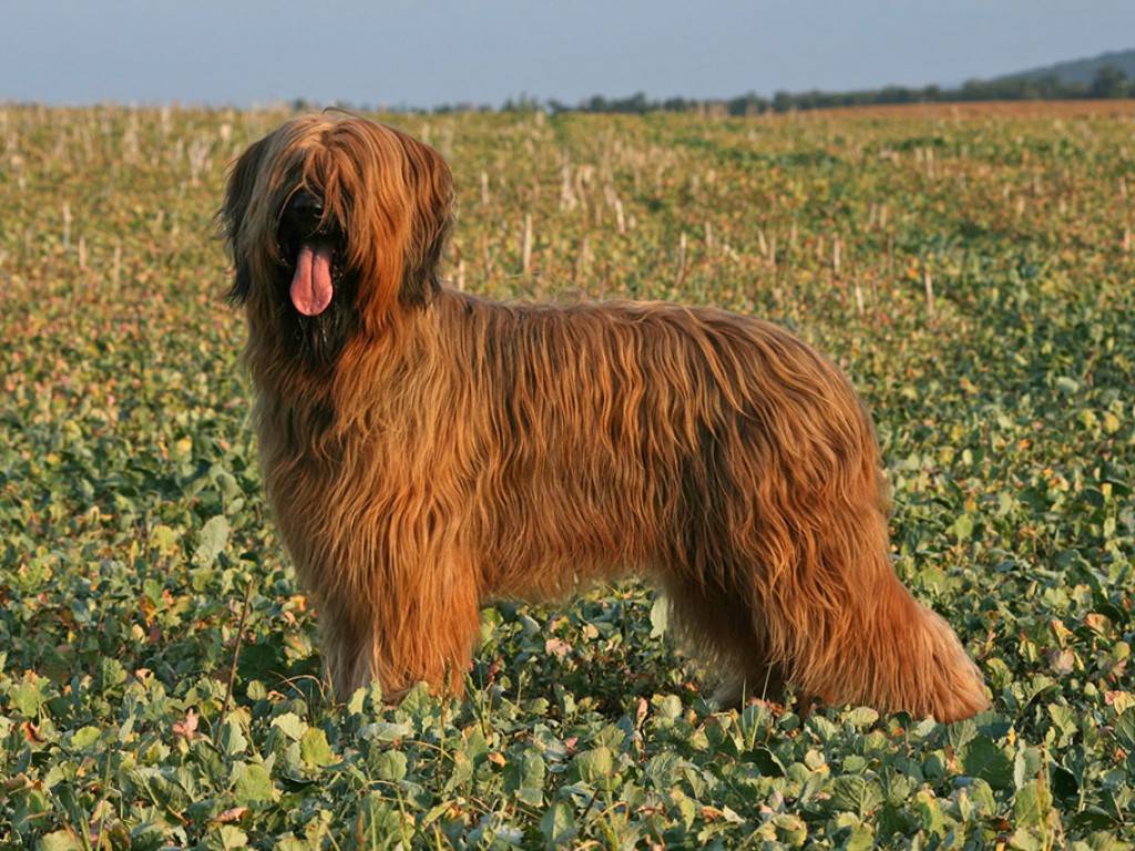 Порода собак бриар: фото, описание французской овчарки, особенности характера и история бриара