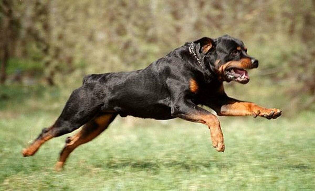 10 самых опасных собак в мире с фотографиями и названиями