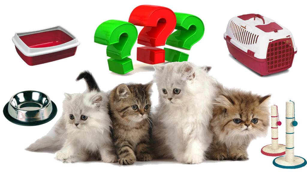Как приучить котенка к имени: 5 этапов обучения питомца