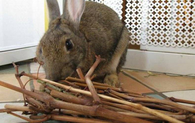 Можно ли кроликам давать сосну и другие хвойные ветки, в каких количествах