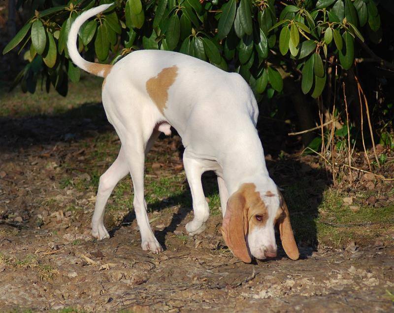 Фарфоровая гончая — порода охотничьих собак
