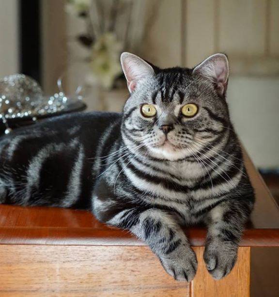 Американские породы кошек — кошки родом из сша