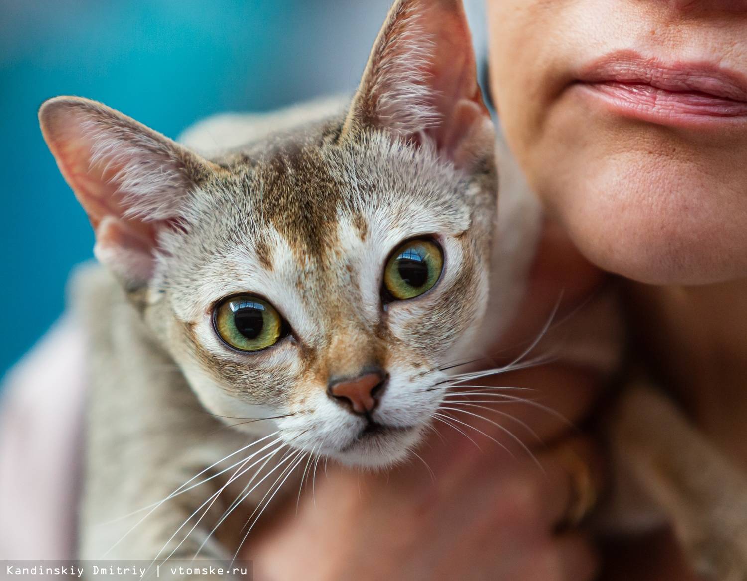 Сингапурская (сингапура) кошка: описание породы, характер, содержание и уход, цена, фото