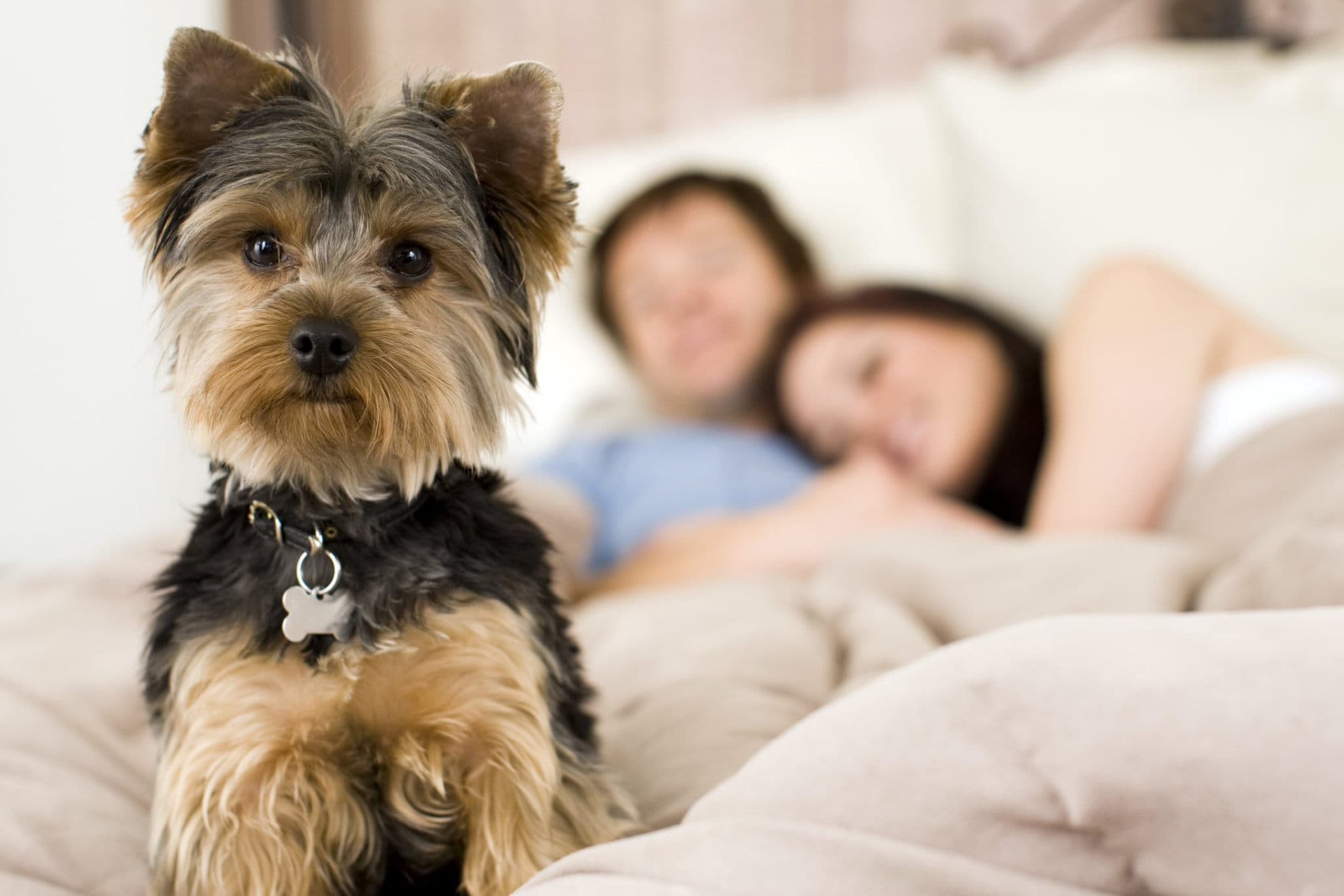 Выбор лучшей породы собак, которая подходит для жизни в частном доме