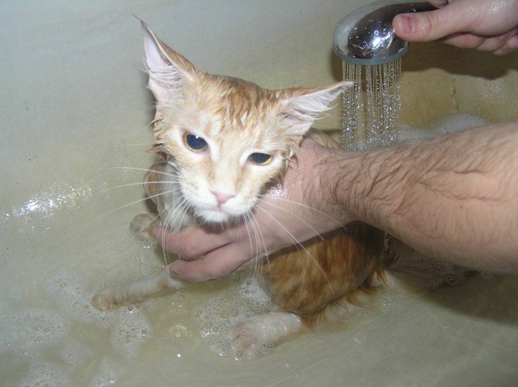 Плавающие кошки.   счастливый кот — la-murmur.ru