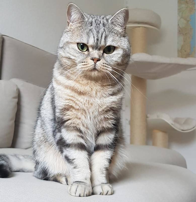 Короткошерстная шотландская кошка (34 фото): описание и стандарты породы. на что обратить внимание при выборе котенка? какие размеры имеет взрослый кот этой породы?