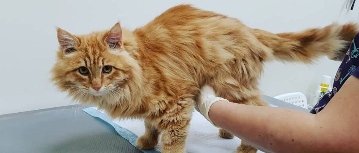 Что делают ветеринары если кошки хромают на передние лапы без травм