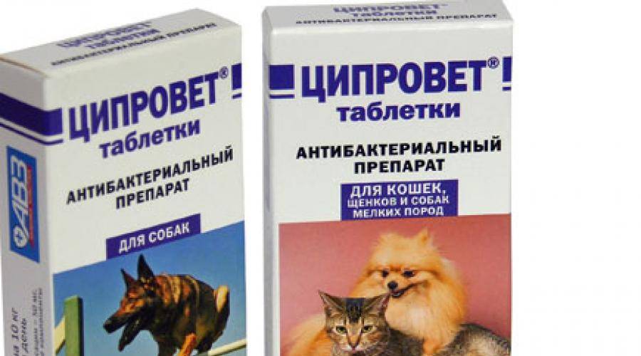 Инструкция по применению таблеток ципровета для собак. рассчитайте оптимальную дозу препарата. изучите широту антибактериального эффекта ципровета в таблетированном виде