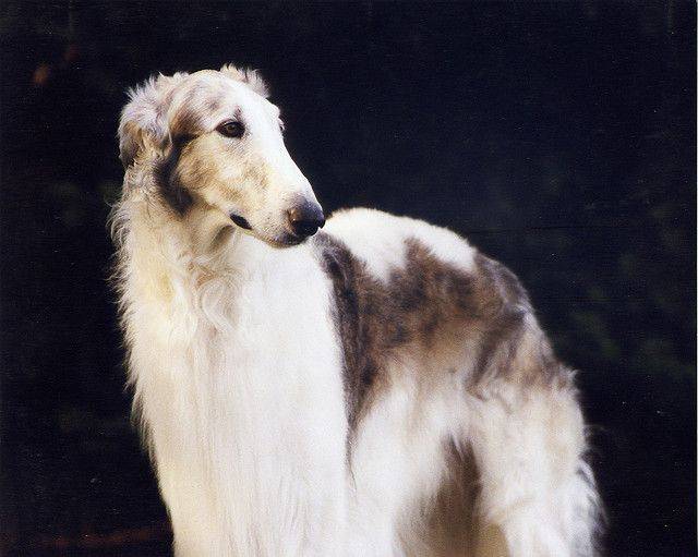 Русская борзая собака: фото, характеристика и описание породы