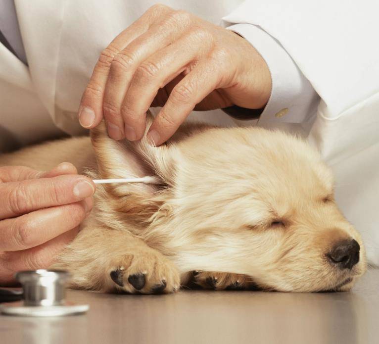 Как чистить уши собаке: частота и нюансы гигиенической процедуры