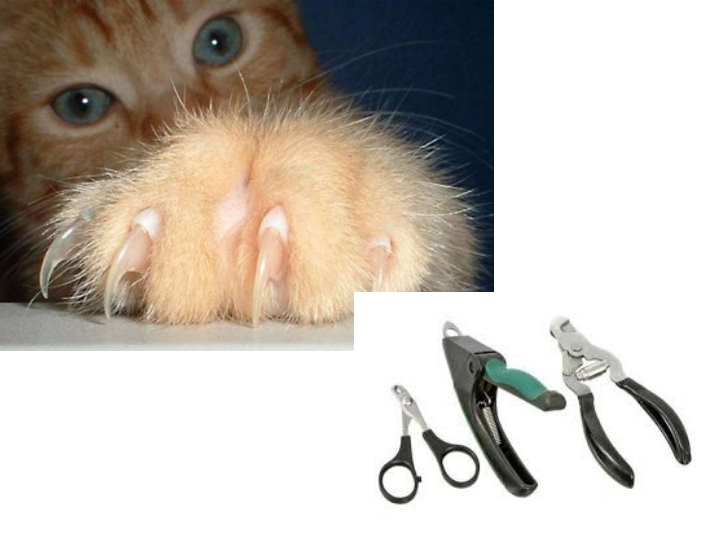 Как правильно подстричь когти коту и котенку