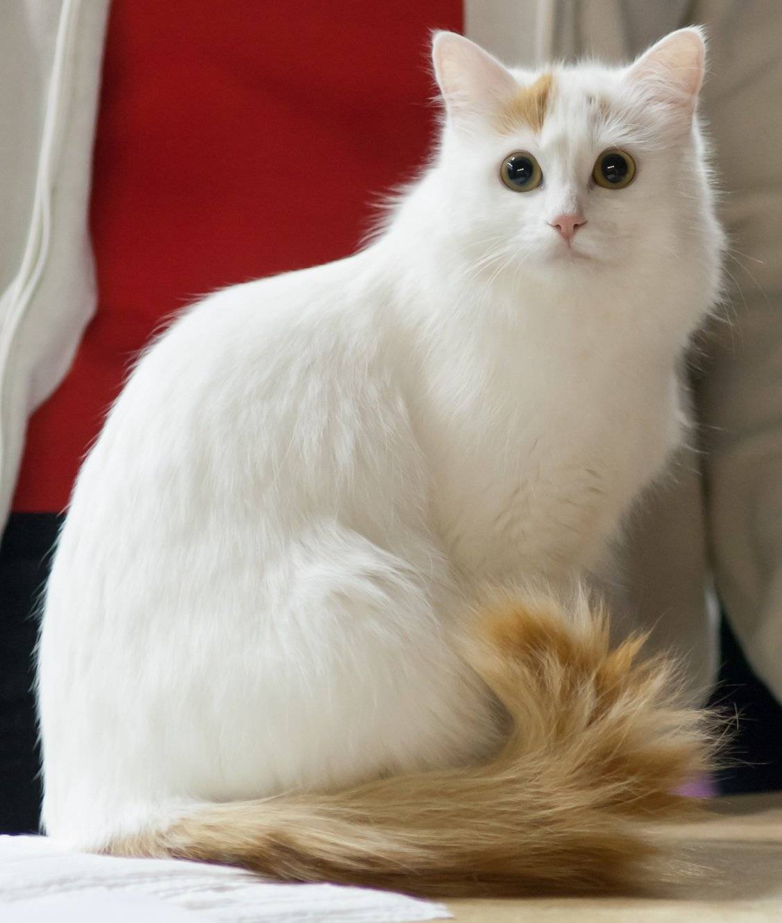 Красивые кошки: обзор самых милых пород в мире