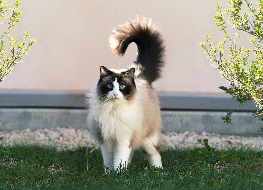 Самые умные кошки в мире: названия пород, их описания и фото