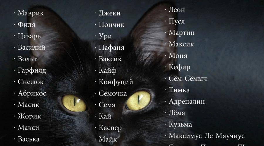 Как подбирать имена для кошек: советы по выбору кличек, интересные варианты