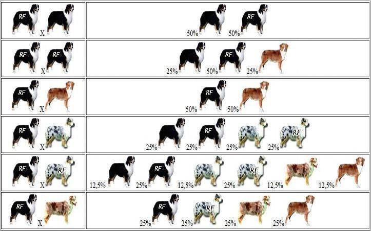Бордер-колли собака. описание, особенности, уход и цена бордер колли | животный мир
