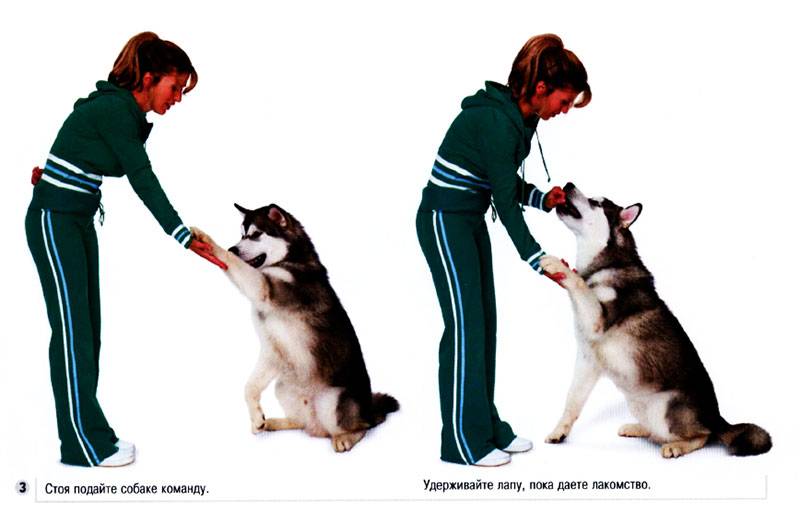Как воспитать послушную собаку: начальный курс дрессировки