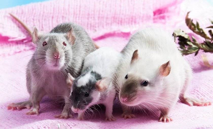 Описание видов домашних декоративных крыс: какие существуют разновидности и окрасы