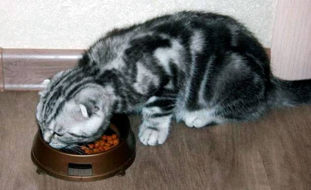 Чем кормить шотландскую прямоухую кошку?