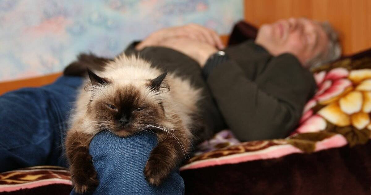 Приметы про сон кошки: на человека, в голове