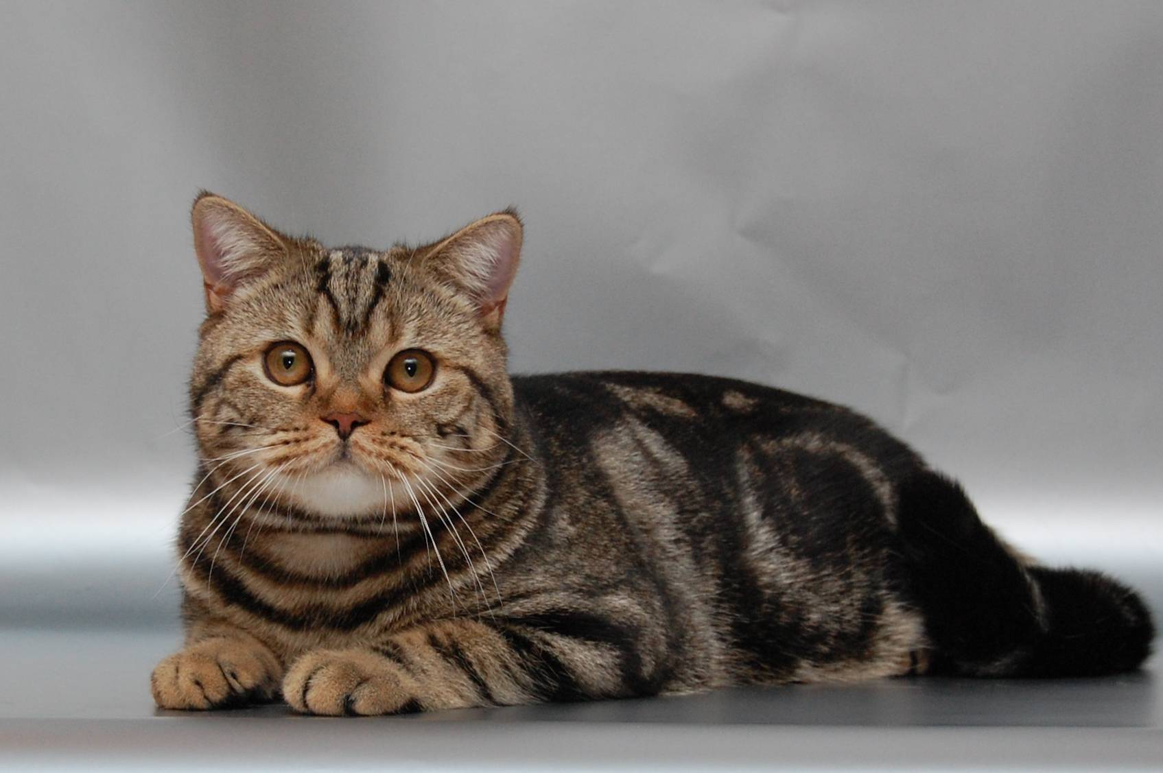 Британская кошка табби: все виды окраса, фото