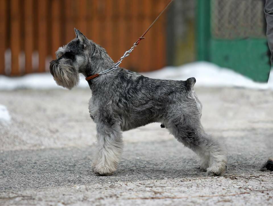 Цвергшнауцер — все о породе собак, фото, описание, характер, интересные факты о содержании маленькой собаки