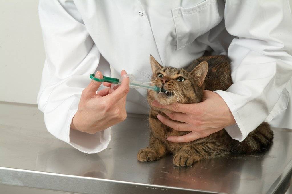 Как давать препараты животным