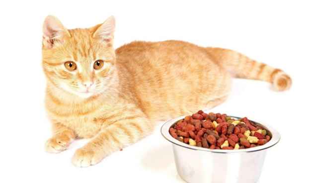Кормление кошек натуральной пищей и сухим кормом