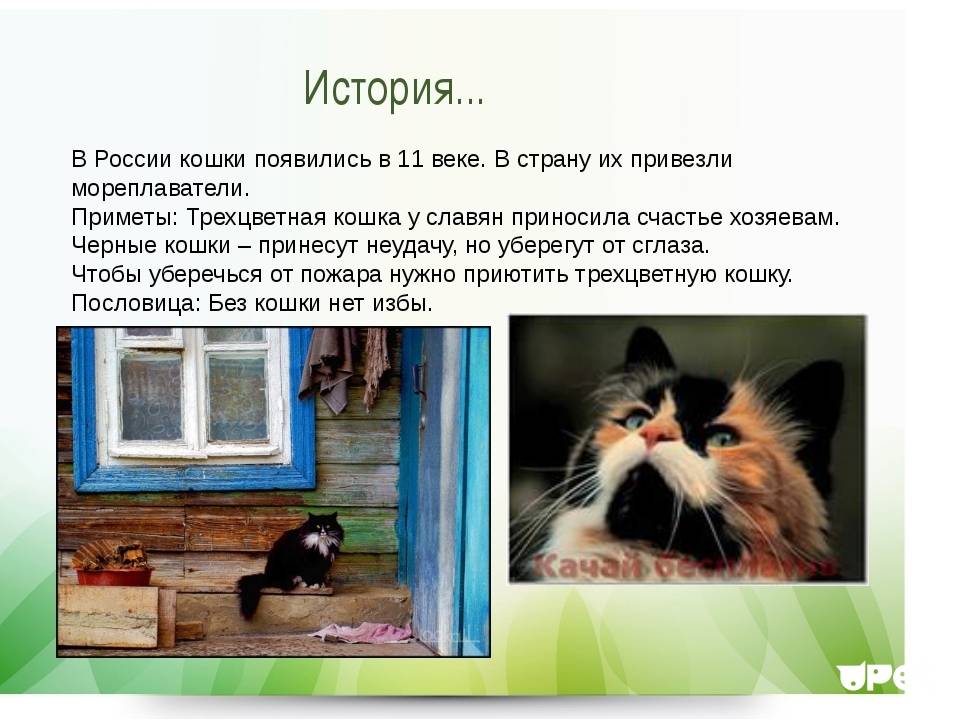 Кошка без истории. Кошачьи приметы. Приметы связанные с кошками в доме. Трехцветная кошка приметы.