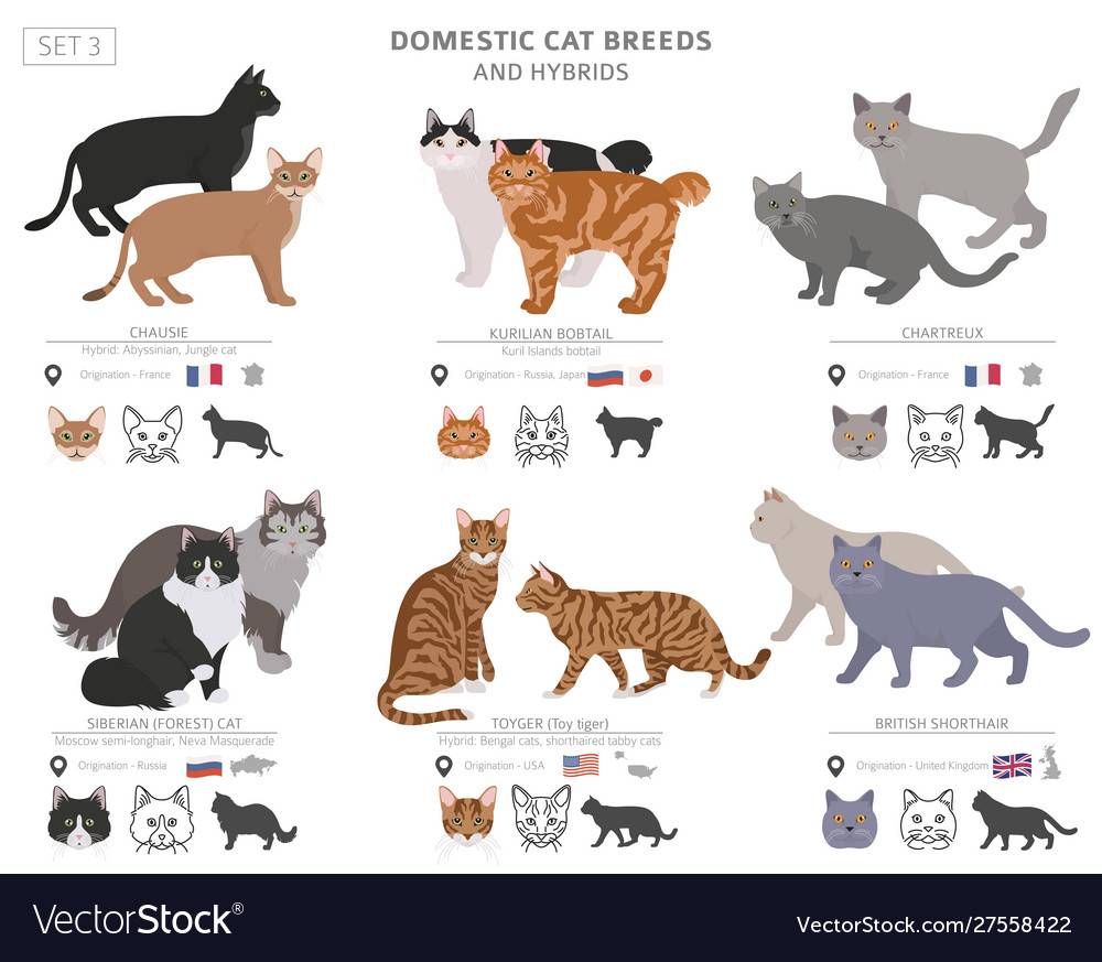 Породы кошек – самые умные, дорогие, редкие, крупные, лысые и другие группы животных
