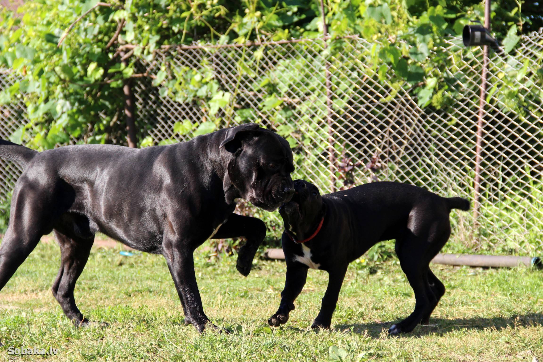 Кане-корсо: описание породы, характеристика собаки, размеры