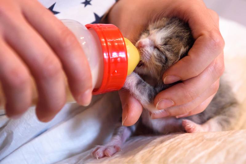 Корм для кормящих кошек: чем кормить животное после родов
