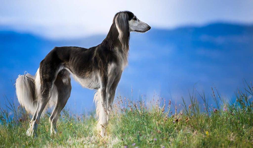 Староанглийский бульдог (заново созданный) — фото и описание породы собак