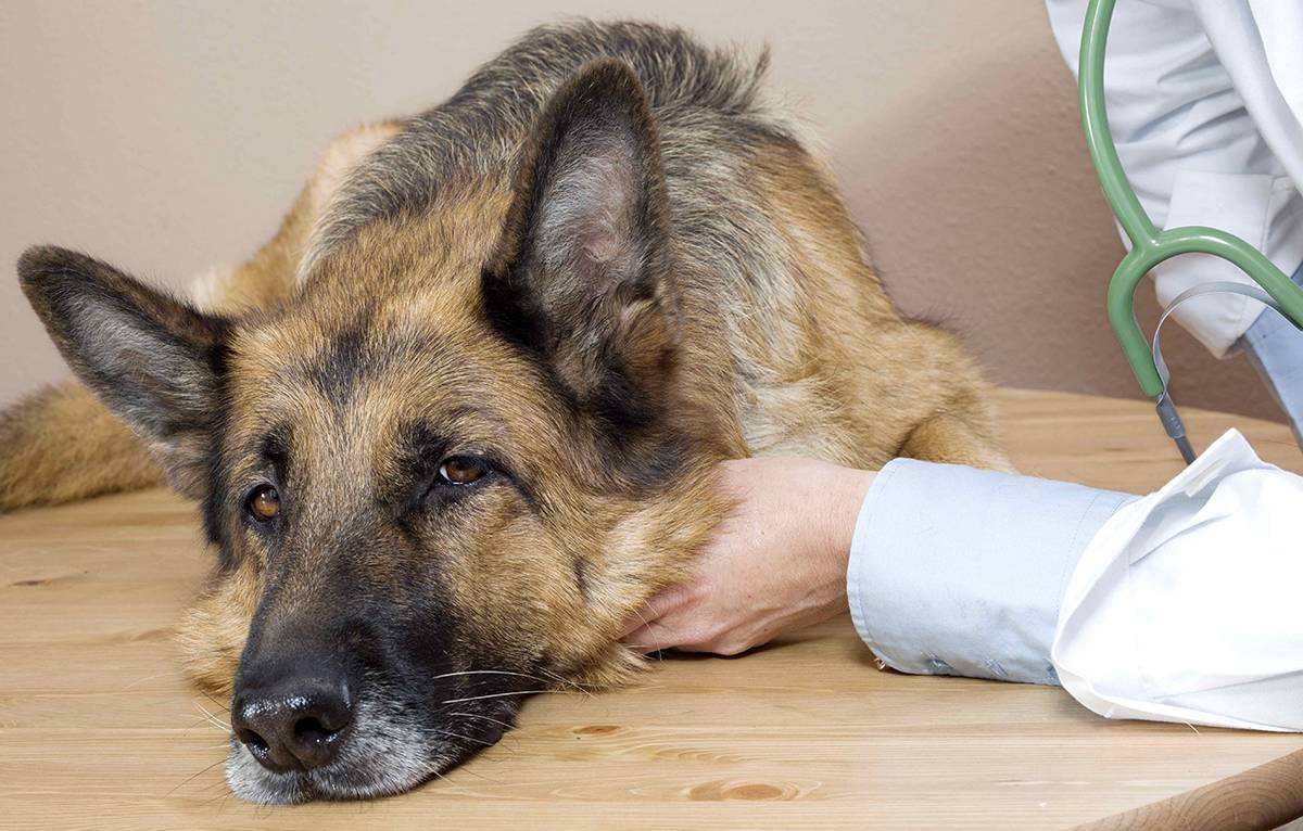 Чумка у собак: симптомы лечение. легочная, кишечная, нервная чума у собак. чума плотоядных у собак.