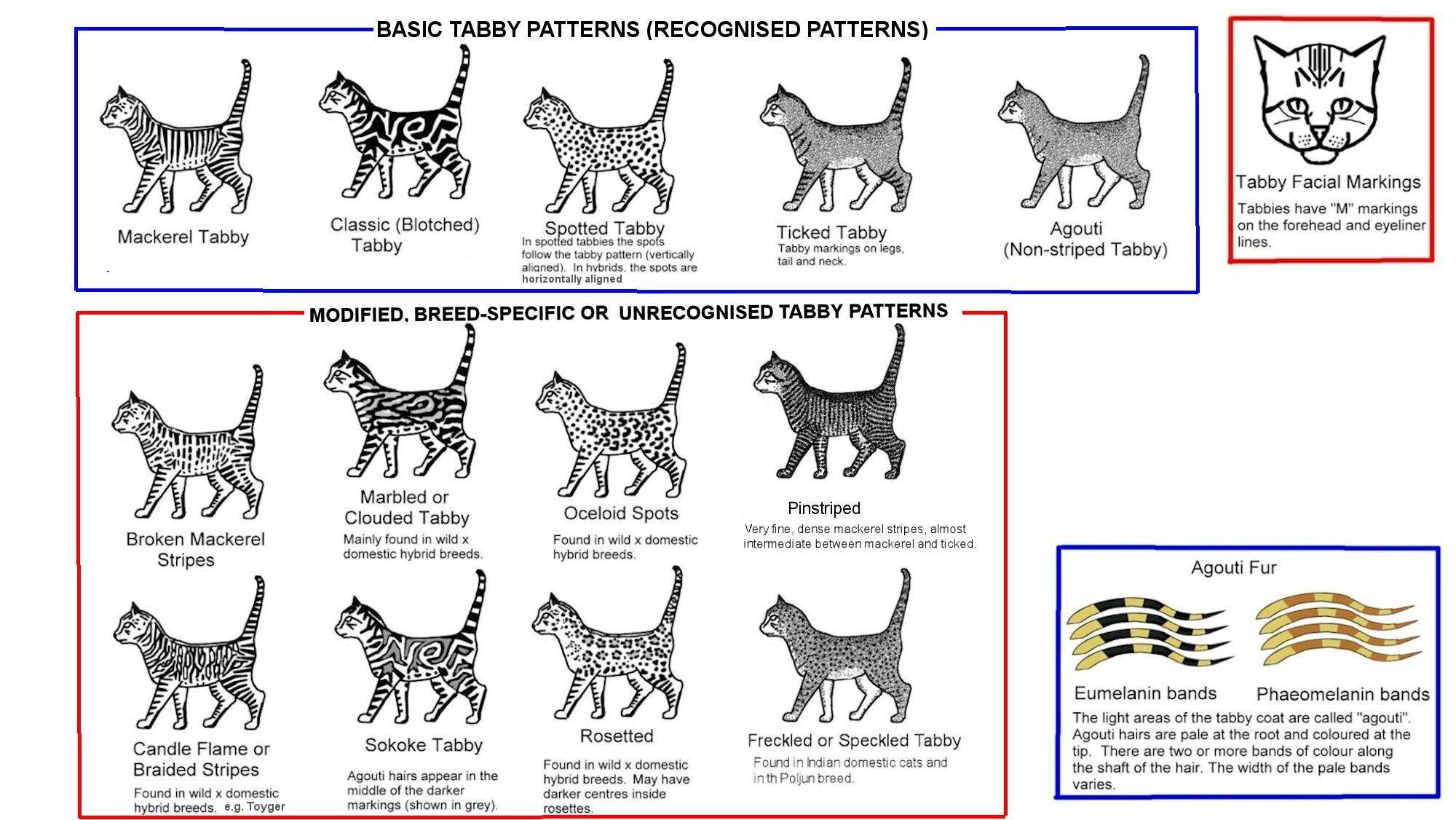 Окрасы кошек: описание с фото, история, генетика и кодировки