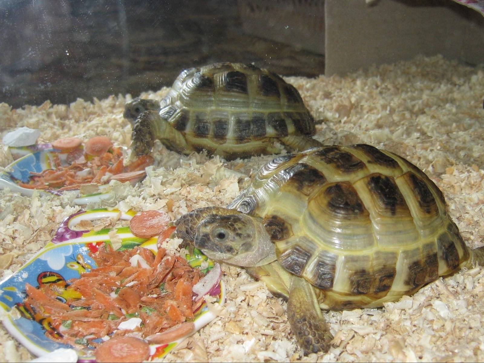 Красноухая черепаха: как ухаживать и чем кормить в домашних условиях?