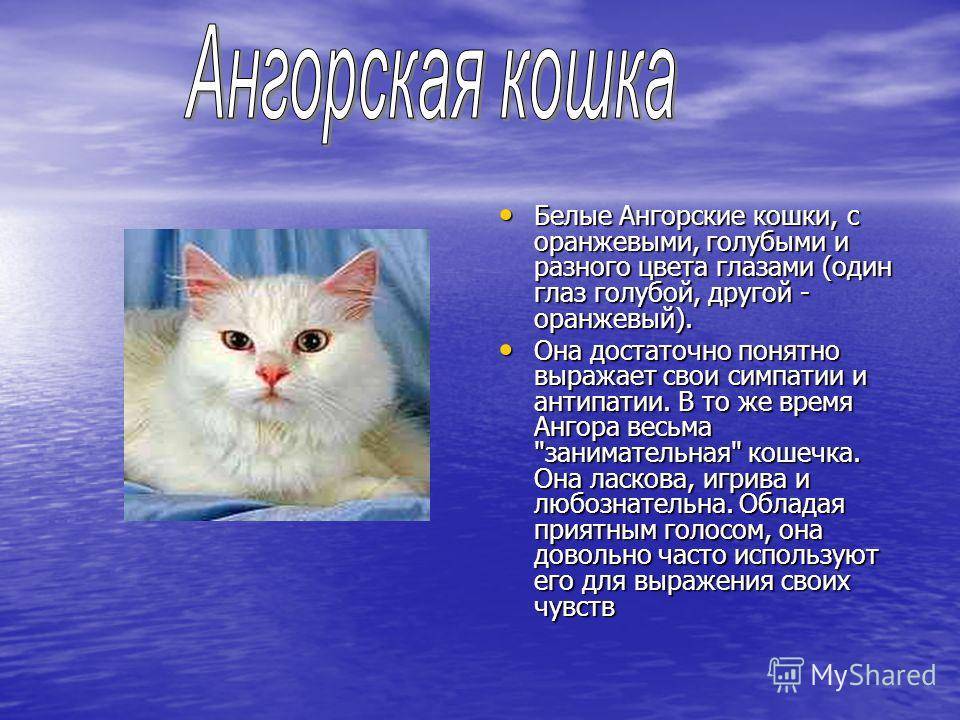 Турецкая ангора (ангорская кошка): заморская снежная красавица