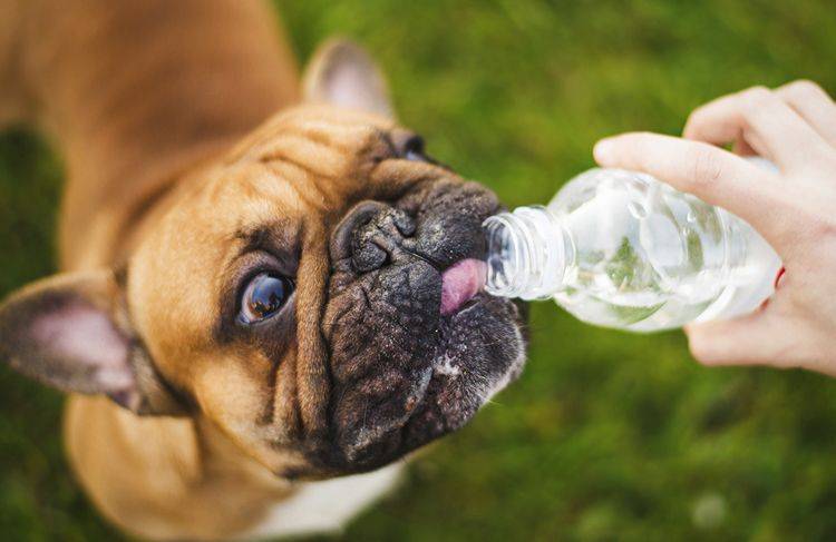 Почему собака стала пить много воды: возможные причины, нужно ли что то предпринимать