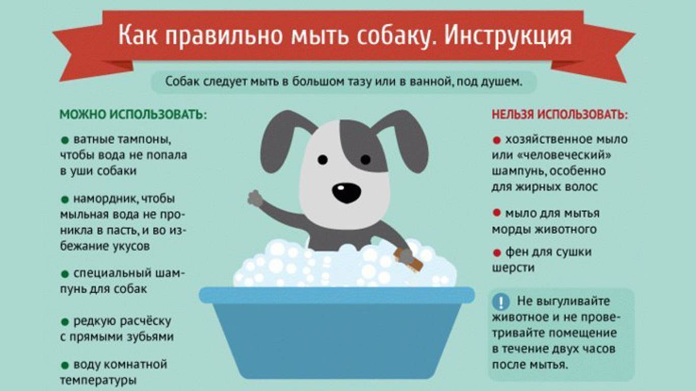 Как часто можно купать собаку в домашних условиях, как правильно мыть и каким шампунем